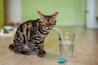a cat is drinking water from a glass with a straw
