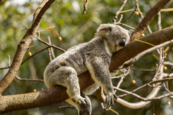 A koala bear is sleeping in a tree